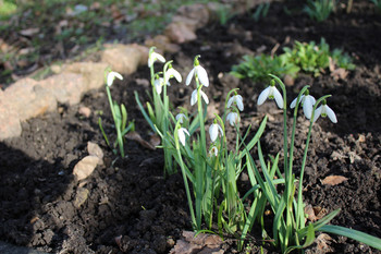 Schneeglöckchen in der Sonne